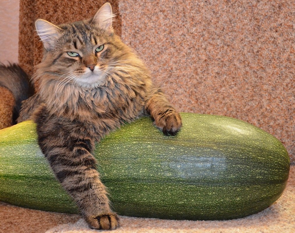 Кот с кабачком мем